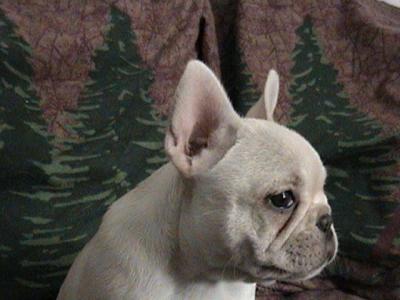 LEIA